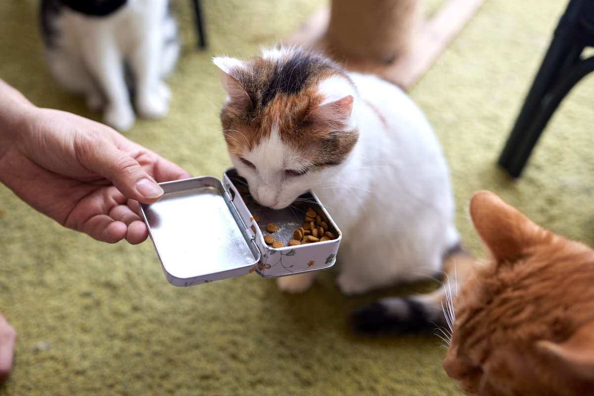 croquettes pour chat