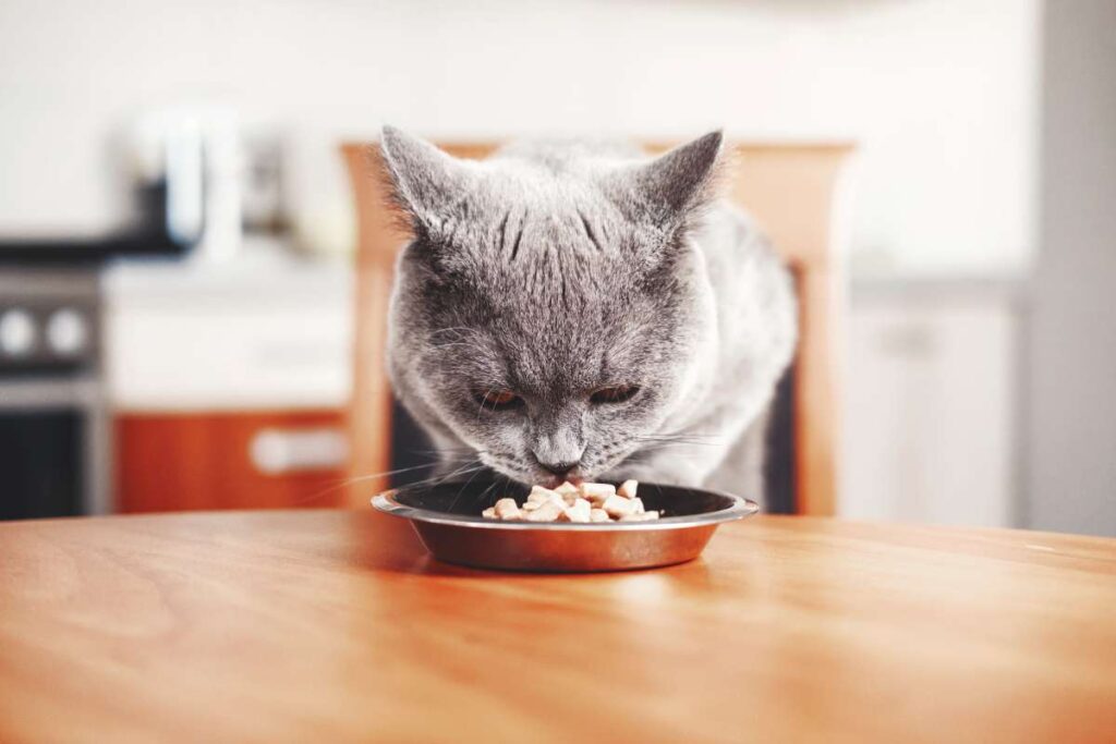 chat qui mange