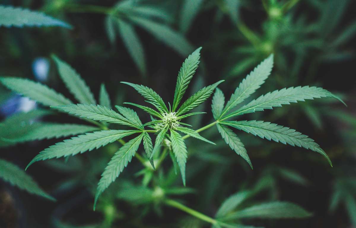 plante cbd