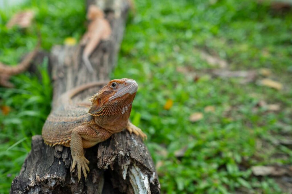 pogona vitticeps