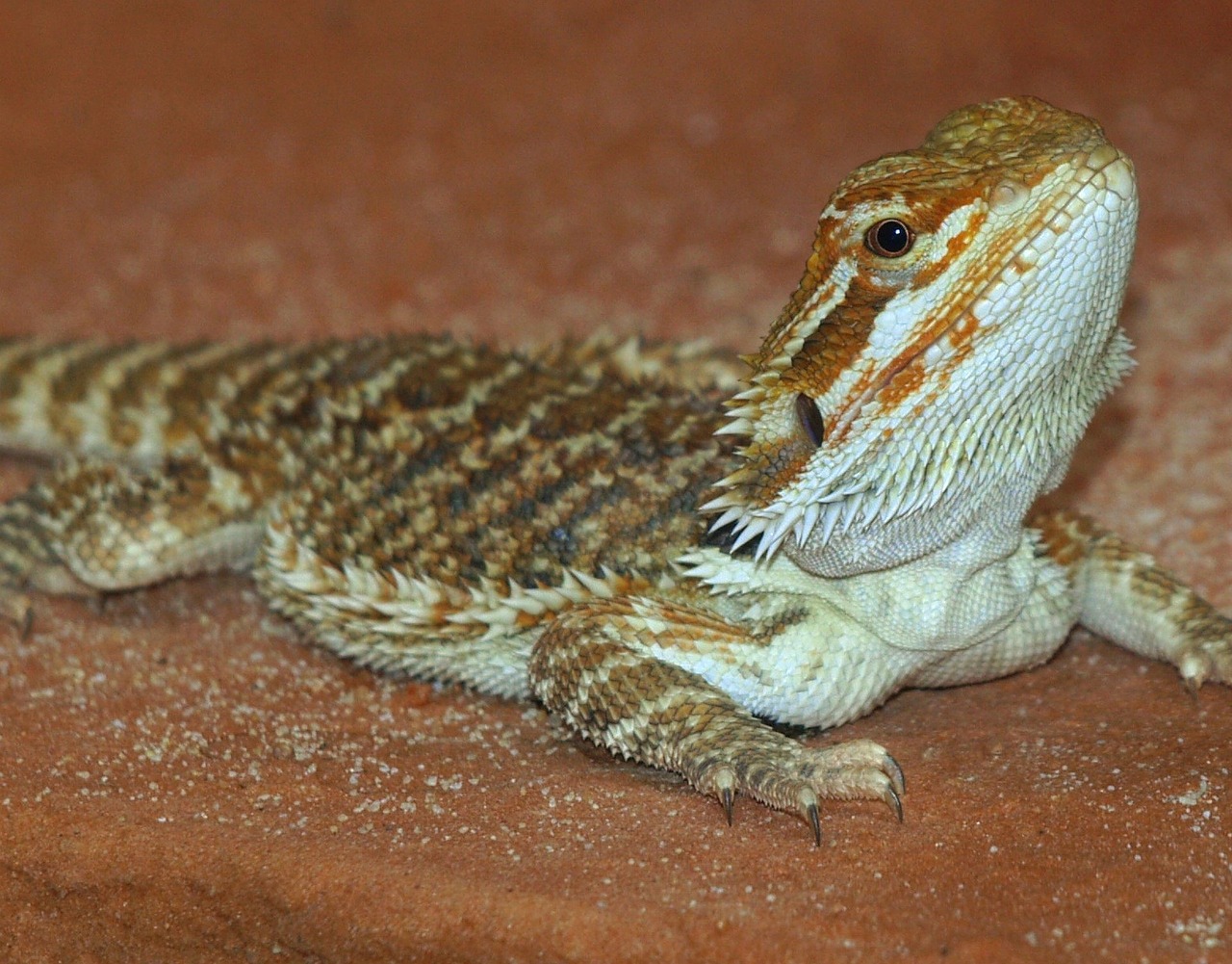 Pogona vitticeps : 3 choses à savoir sur leur entretien