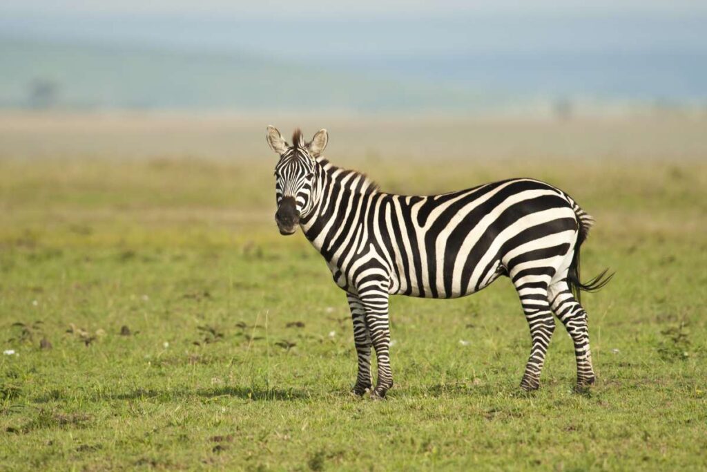 Zebre