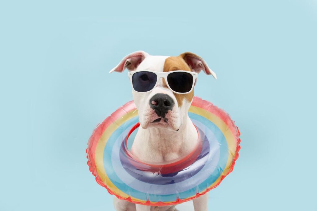 niche pour chien