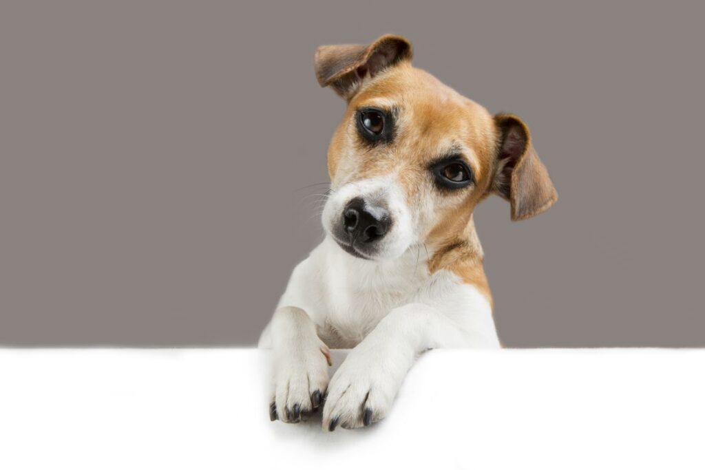 harnais chien