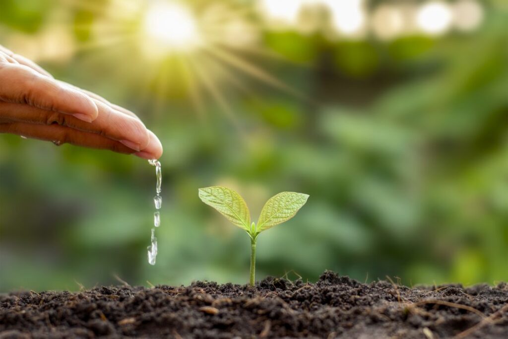 emballage alimentaire écologique 