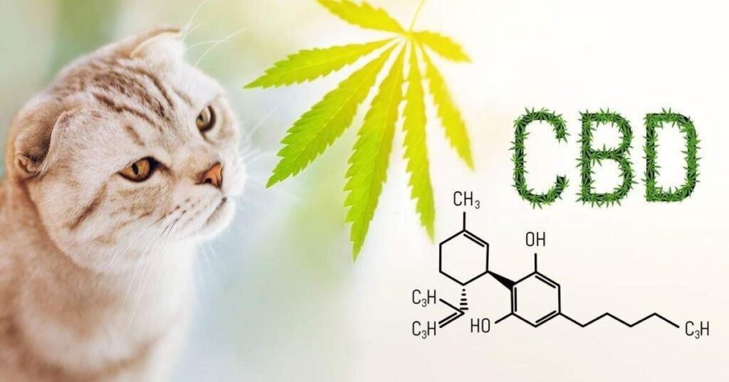 chat cbd